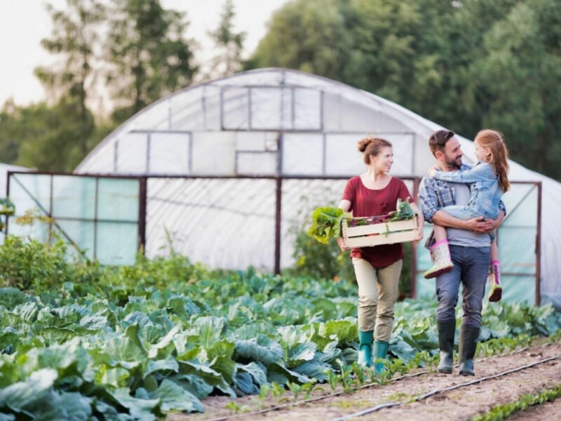Canada Vegetable Farm Guide 2026: Jobs, Organic Farming, Farm Worker Companies, and How to Apply